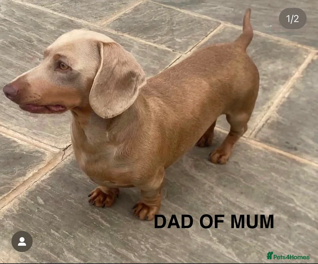 Miniature Dachshund dogs for sale: Pedigree smooth coat miniature dachshund puppies in Sittingbourne - Advert 2