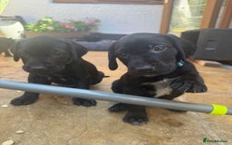 Mixed Breed dogs for sale: Pointerdors ONLY 1 girl left ready now  - Image 17