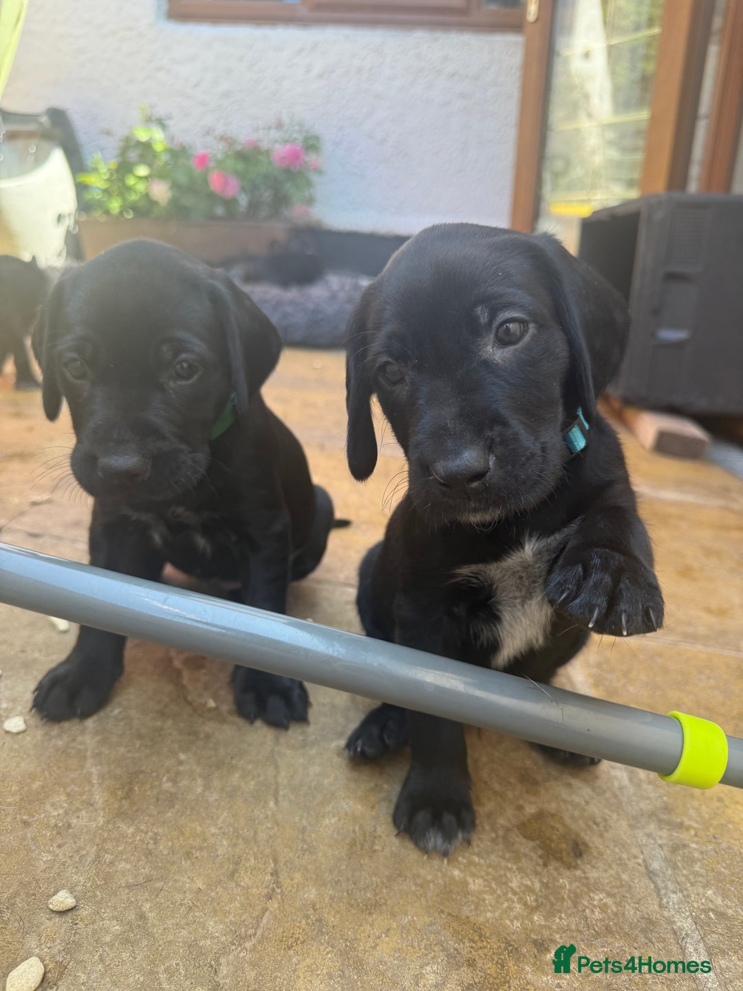 Mixed Breed dogs for sale: Pointerdors ONLY 1 girl left ready now  - Image 17
