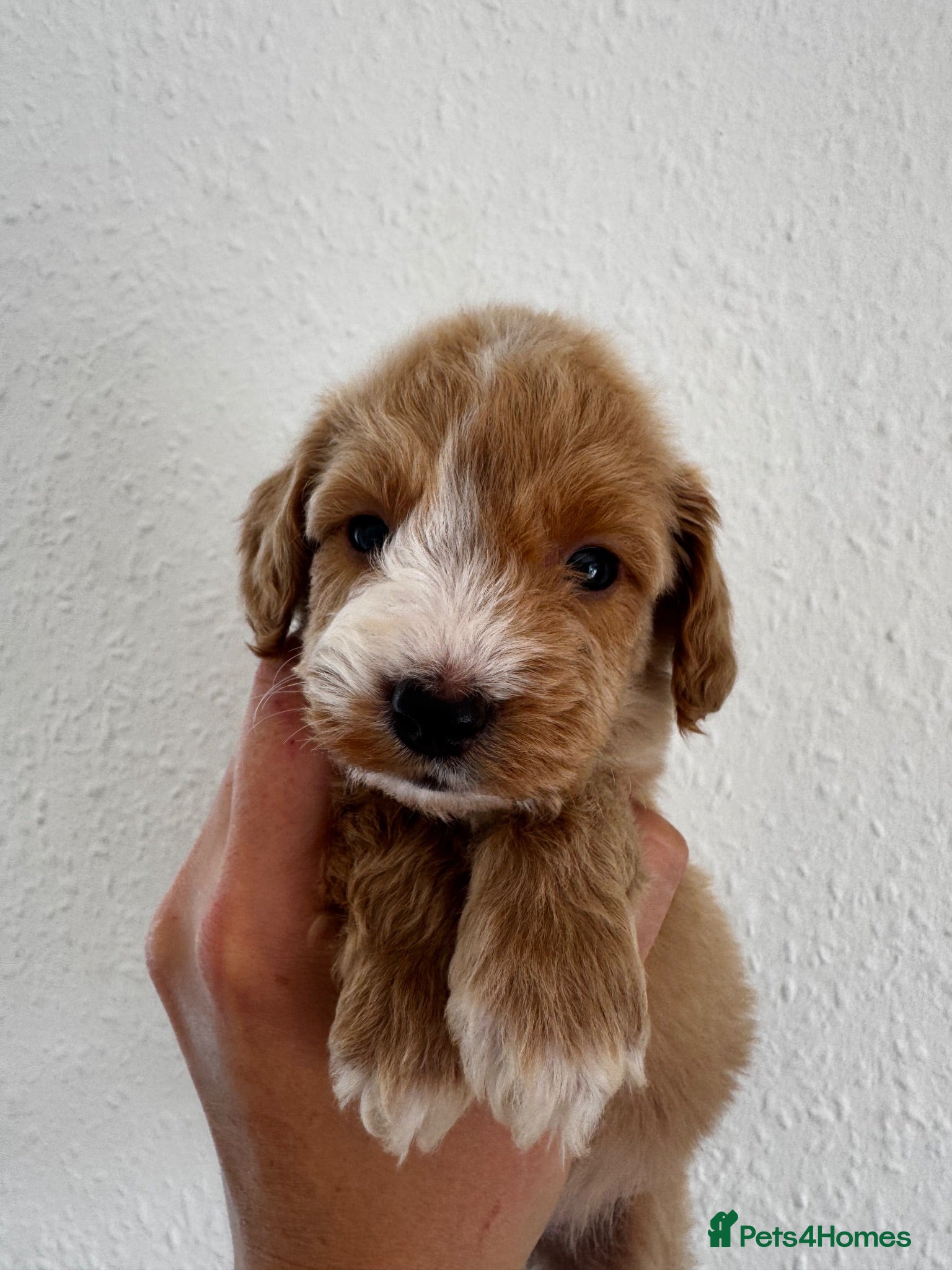 Cockapoo dogs *£850 Health tested F1 Cockapoo Puppies* - Advert 16