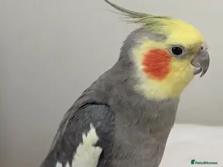 Cockatiels birds Cokatiels 🩶 | Babies and Adults Available - Advert 1