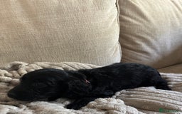 Goldendoodle dogs for sale: 12 Stunning Goldendoodles - Image 28