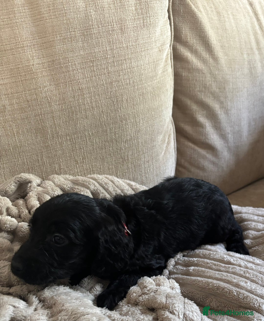 Goldendoodle dogs for sale: 12 Stunning Goldendoodles - Image 28