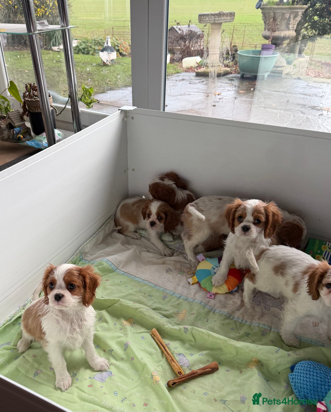Cavalier King Charles Spaniel dogs for sale: Kc registered cavalier king charles puppies - Advert 17