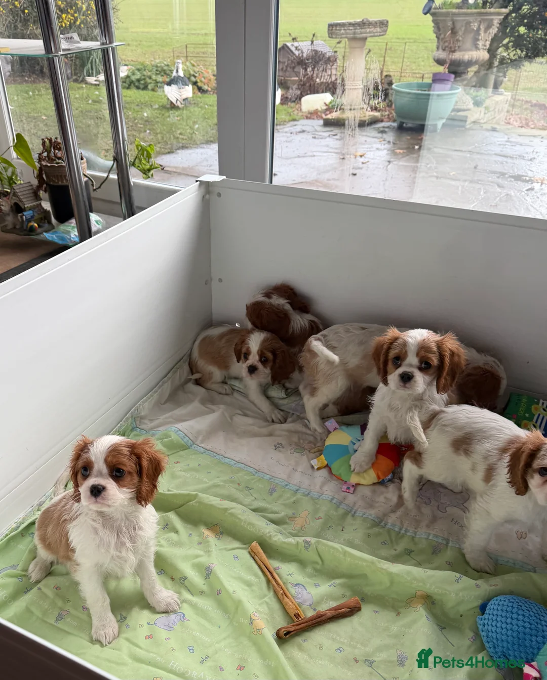 Cavalier King Charles Spaniel dogs for sale: Kc registered cavalier king charles puppies - Advert 18