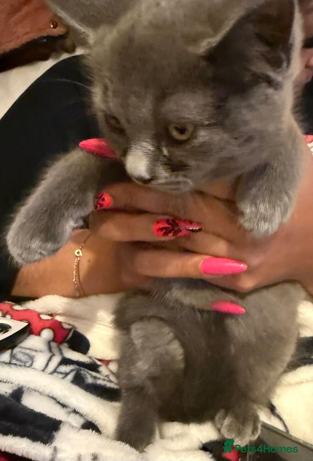 British Shorthair cats for sale: British short hair  - Image 8