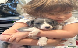 Whippet dogs for sale: Kc reg whippets Hear and eye tested parents  - Image 2