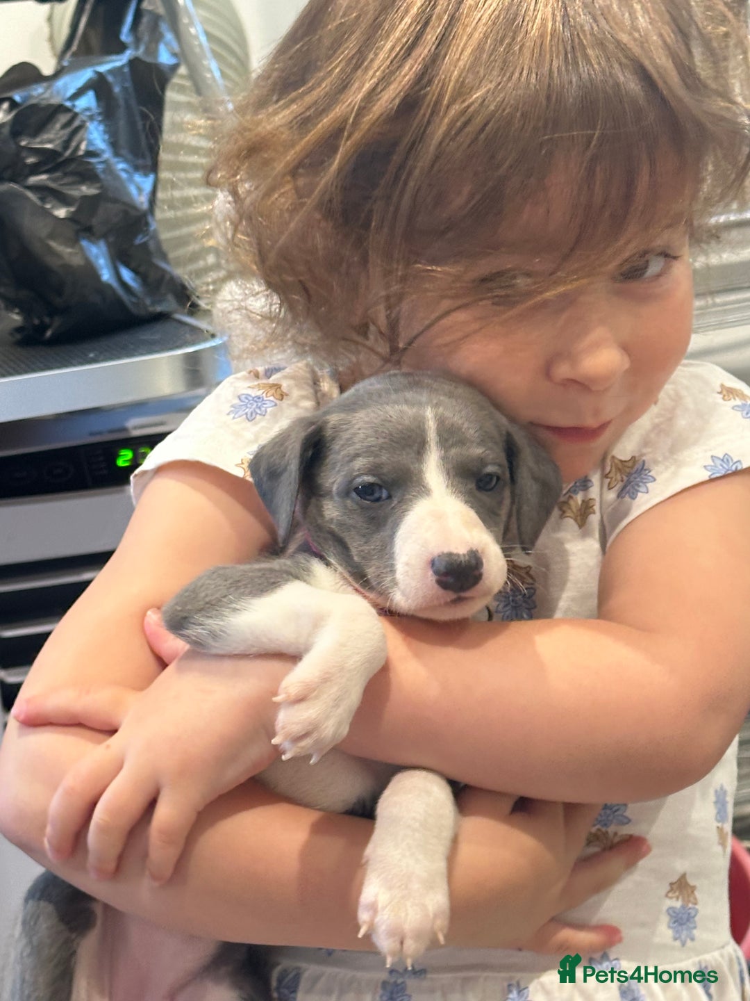 Whippet dogs for sale: Kc reg whippets Hear and eye tested parents  - Image 2