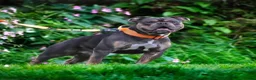 Olde English Bulldogge dogs for sale: Meet Tank - Bulldog looking for a loving home.  - Advert 3