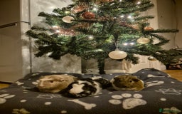 Guinea Pig rodents for sale: Harry Styles for sale - Image 4