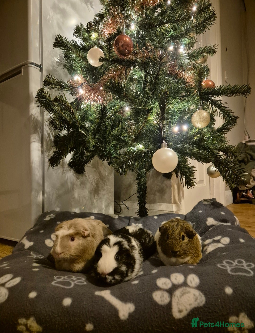 Guinea Pig rodents for sale: Harry Styles for sale - Image 4