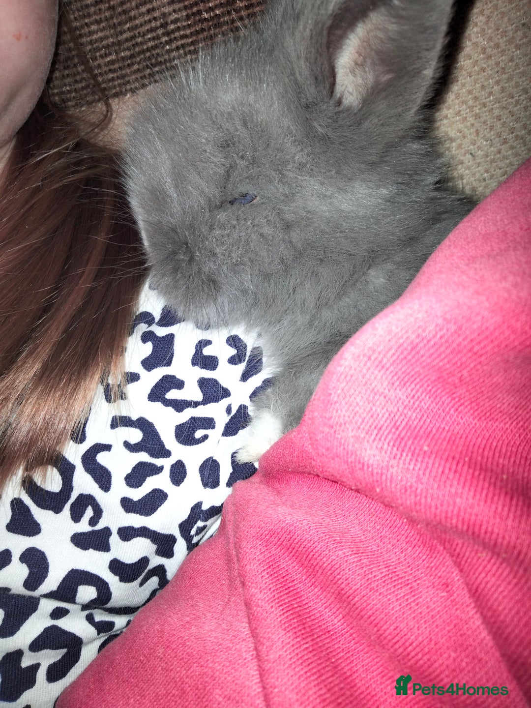 Lionhead rabbits for sale: Teddy lionheads  - Image 5