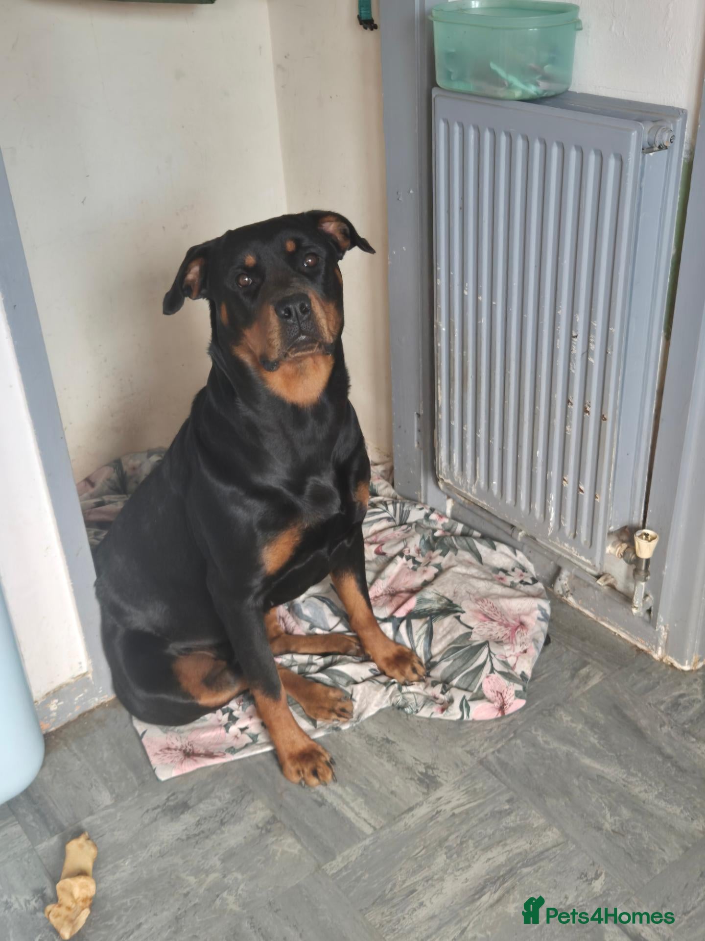 Rottweiler dogs Kenaspire styn tacoma (BDA) - Advert 1
