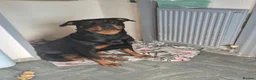 Rottweiler dogs for sale: Kenaspire styn tacoma (BDA) - Advert 1