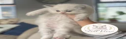 Ragdoll cats for sale: Stunning Blue Point Ragdolls -Ready 4th August  - Advert 5