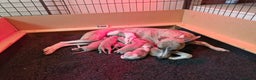 Whippet dogs for sale: Last Small KC Whippet Vaccinated & Looking 4 Love - Advert 2