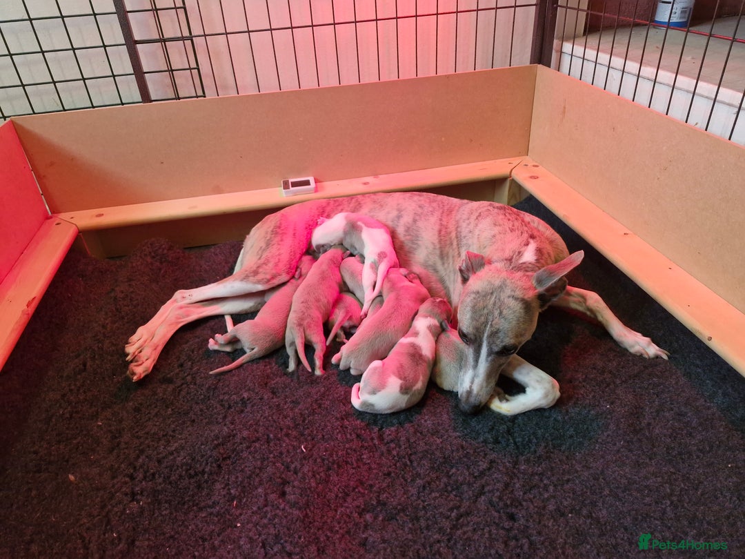 Whippet dogs for sale: Small KC Whippets Looking 4 Their 4ever Homes - Image 6