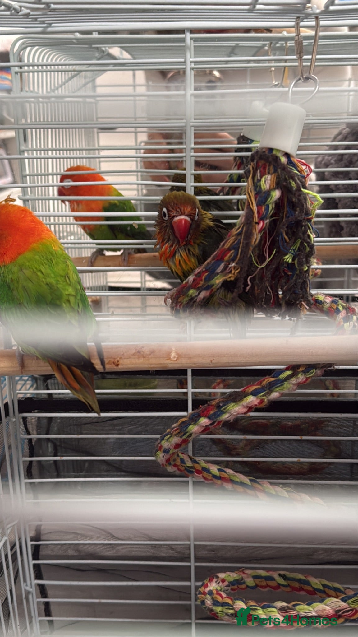 Lovebirds birds Lovebirds  - Advert 1