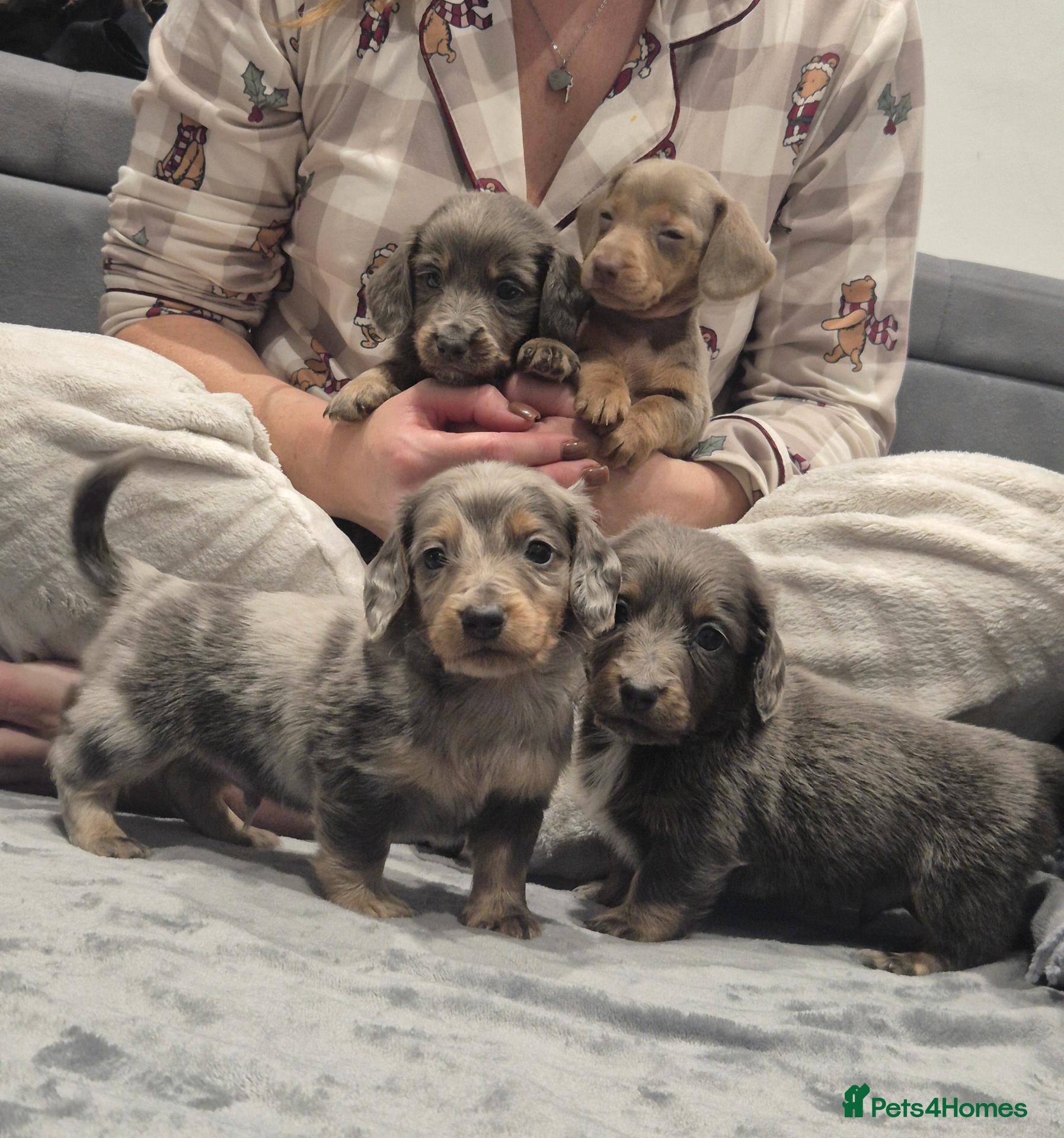 Miniature Dachshund dogs for sale: 🤎 Our Beautiful Miniature Dachshund Babies 🐾 - Advert 1