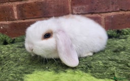 Mini Lop rabbits for sale: Friendly baby mini lop girls ready now - Image 4