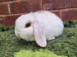 Mini Lop rabbits Friendly baby mini lop girls ready now - Advert 2