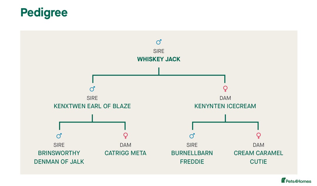 Golden Retriever dogs for stud: Beau - Stunning Golden Retriever for Stud Glasgow in Glenboig - Advert 3