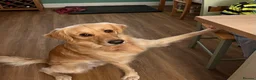 Golden Retriever dogs for stud: Available for stud from January  in Salisbury - Advert 4