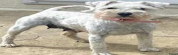 Miniature Schnauzer dogs for sale: 🩷Beautiful Miniature Schnauzer Adult Girl 🩷 - Advert 6