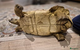 Tortoise reptiles for sale: Leopard Tortoise - Image 4