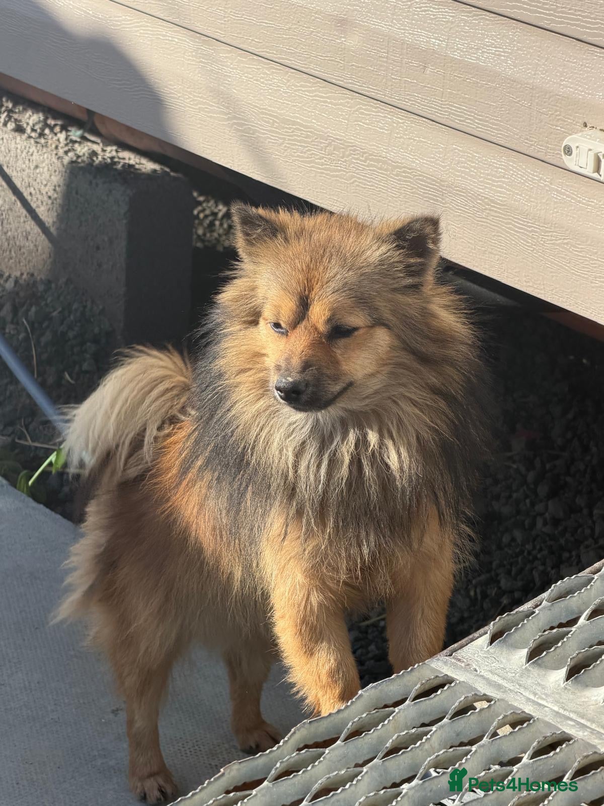 Pomeranian dogs for sale: Full bred Pomeranian  - Advert 2