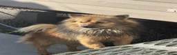 Pomeranian dogs for sale: Full bred Pomeranian  in Kidlington - Advert 1