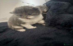Domestic Shorthair cats for sale: 3 x female kittens  - Image 6