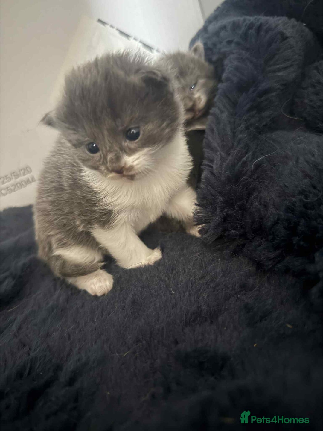 Domestic Shorthair cats for sale: 3 x female kittens  - Image 6