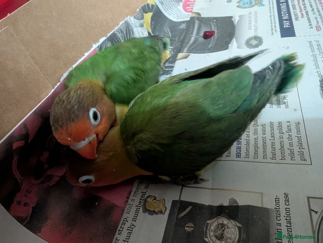 Lovebirds birds for sale: Hand Reared New Born Love Birds - Advert 5