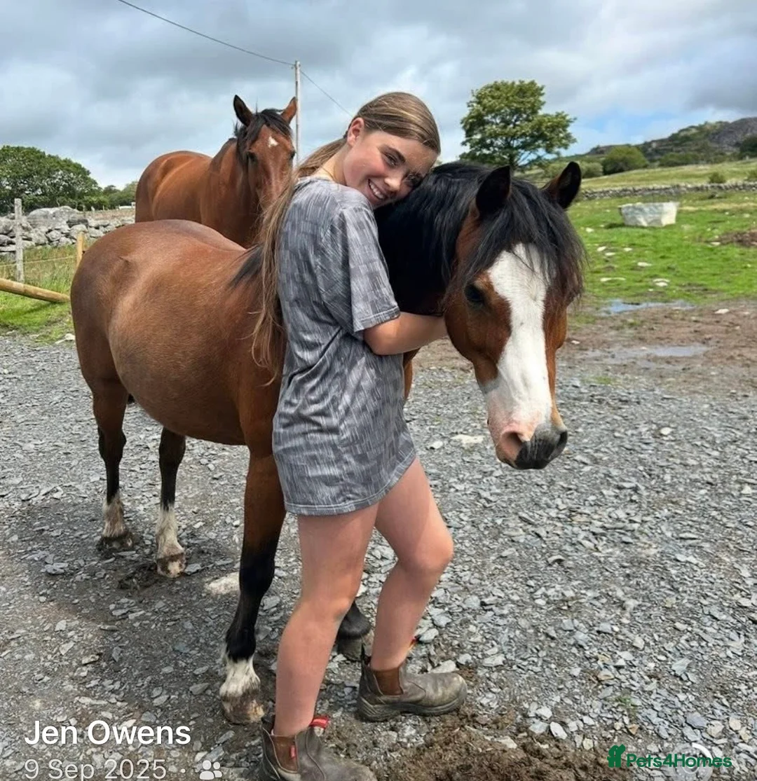 Welsh Section A horses for sale: Alfie - Advert 4