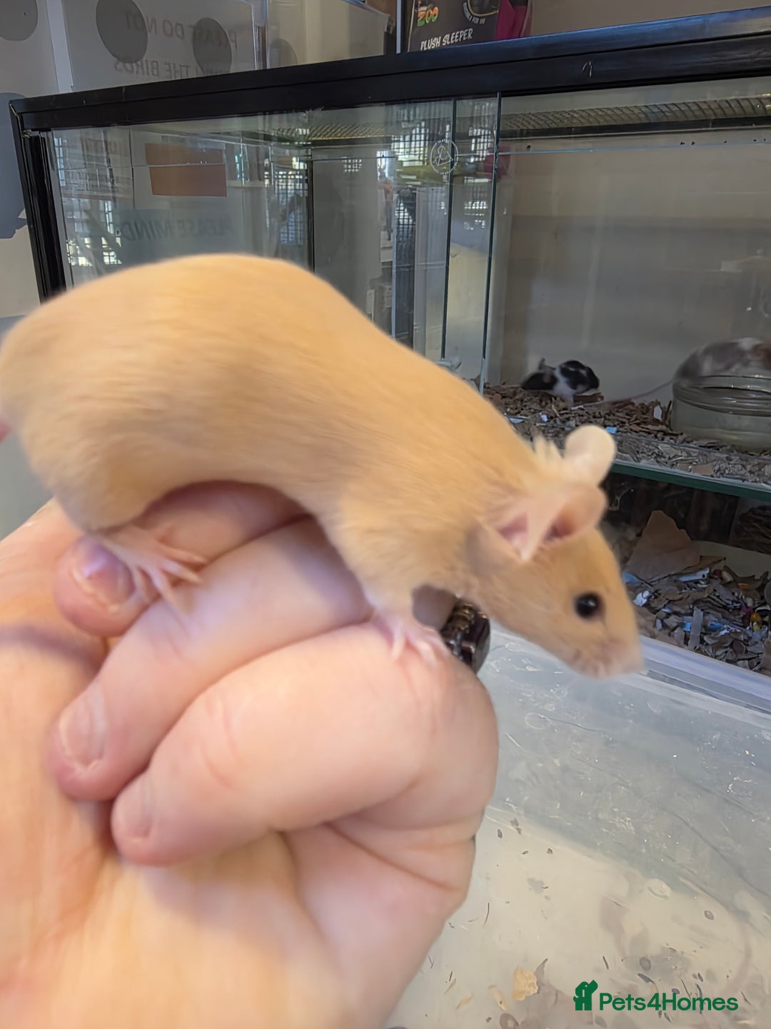 Mouse rodents for sale: Mice, males and females  - Advert 14