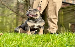 French Bulldog dogs for stud: Best producer known around  in Leigh - Image 4