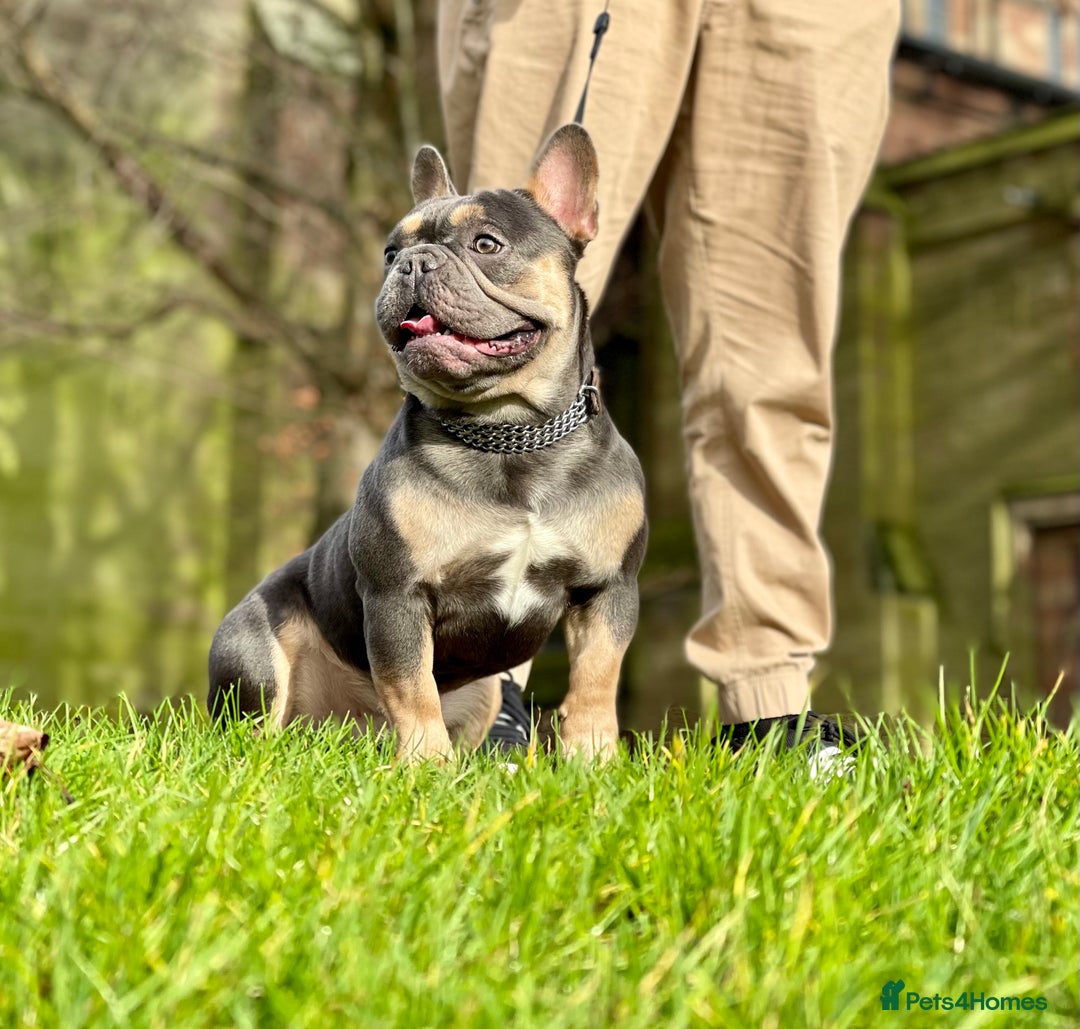 French Bulldog dogs for stud: Best producer known around  in Leigh - Image 4