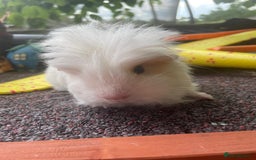 Guinea Pig rodents for sale: Peruvian cross Silkie baby gunieapigs  - Image 15