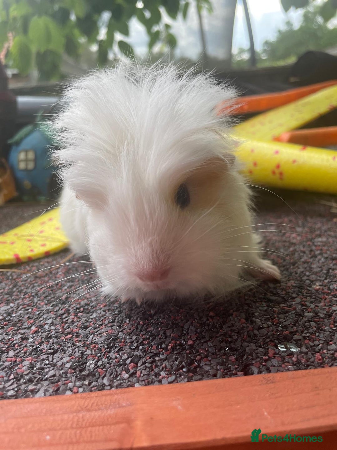Guinea Pig rodents for sale: Peruvian cross Silkie baby gunieapigs  - Image 15