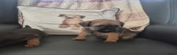 Border Terrier dogs for sale: Border terrier puppies  - Advert 7