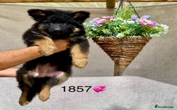 German Shepherd dogs for sale: TAKE FIVE - Image 2