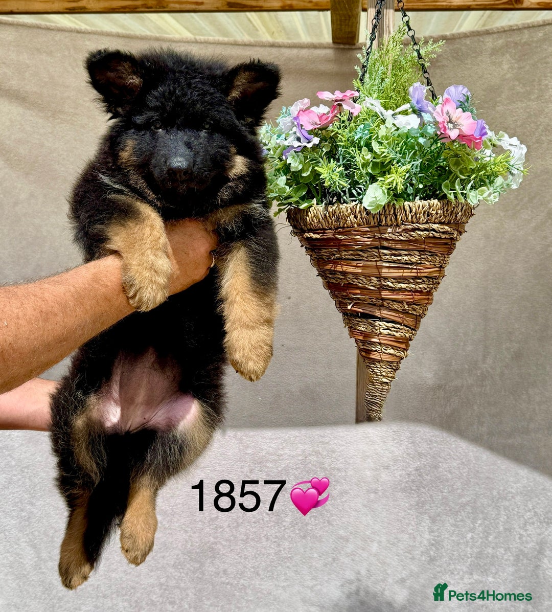 German Shepherd dogs for sale: TAKE FIVE - Image 2