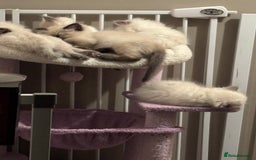 Ragdoll cats for sale: Ragdoll kittens  - Image 19