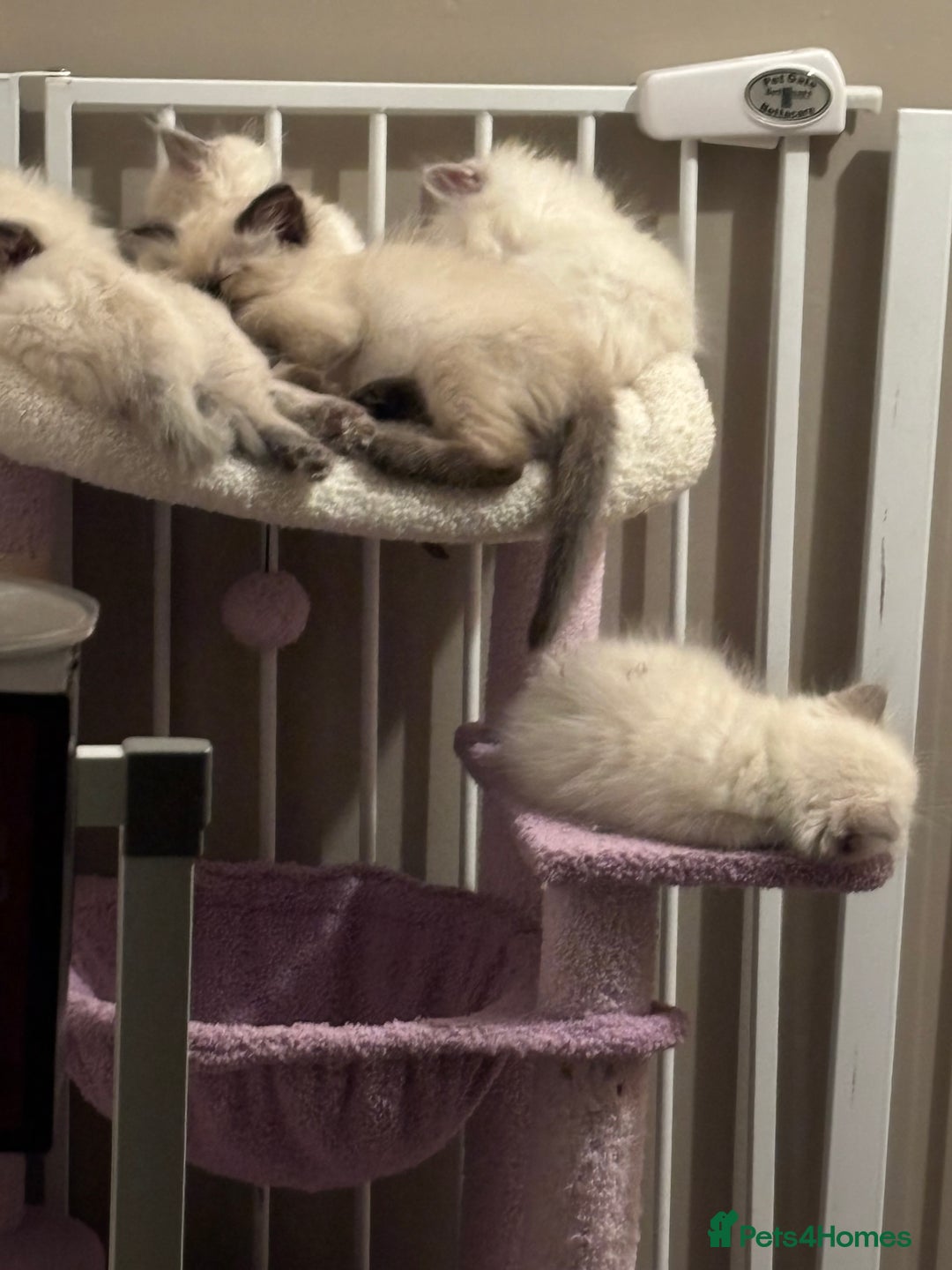 Ragdoll cats for sale: Ragdoll kittens  - Image 19
