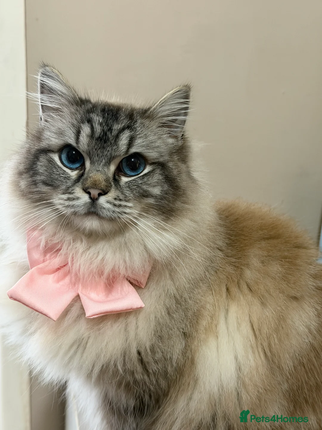 Siberian cats for sale: Beautiful 1 year old Siberian Female  - Advert 2