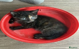 Mixed Breed cats for sale: Mixed bred ginger and black kitten - Image 3