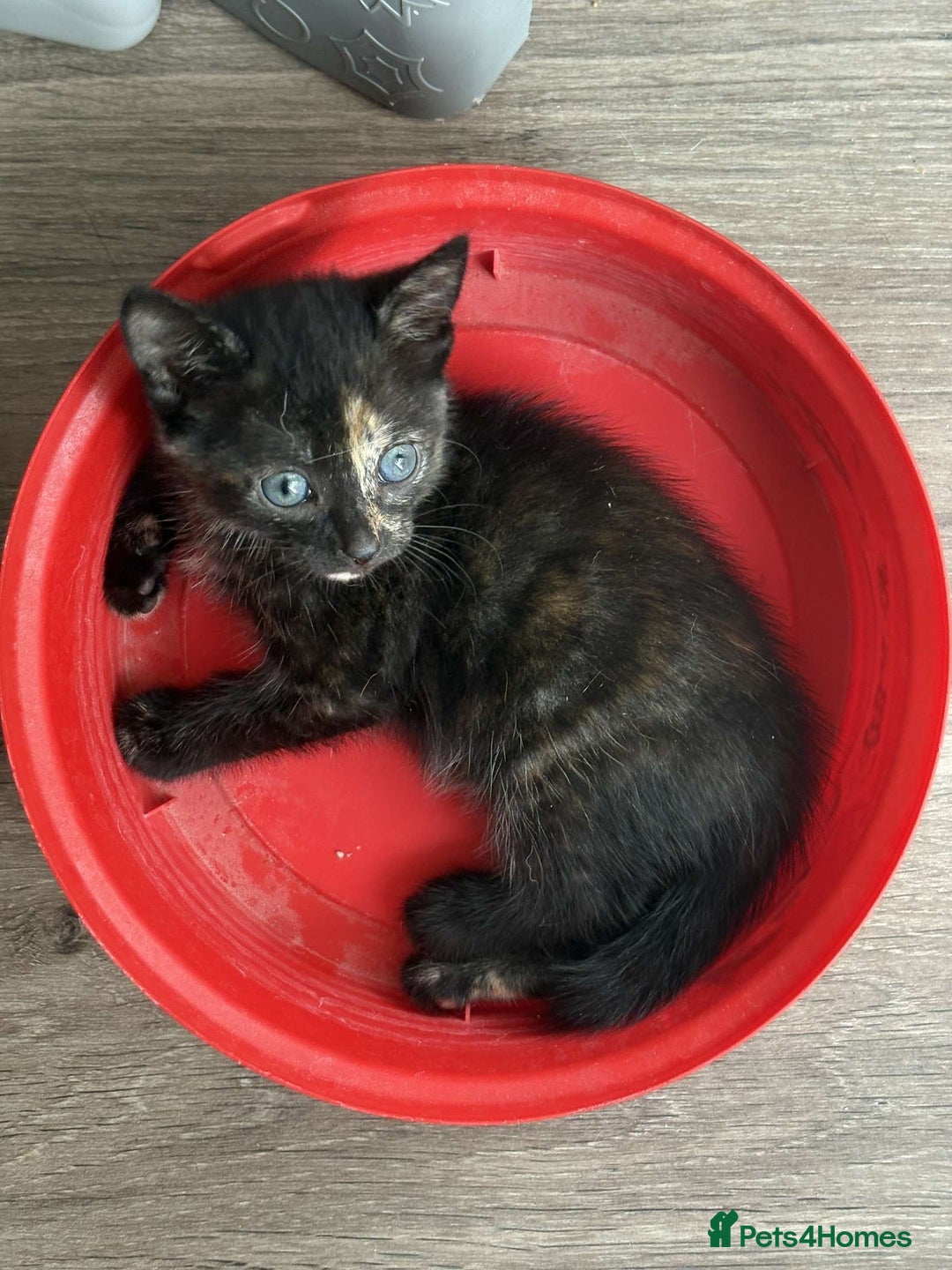 Mixed Breed cats for sale: Mixed bred ginger and black kitten - Image 3
