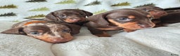 Miniature Dachshund dogs for sale: 6 KC registered miniature dachshund pupps  - Advert 9