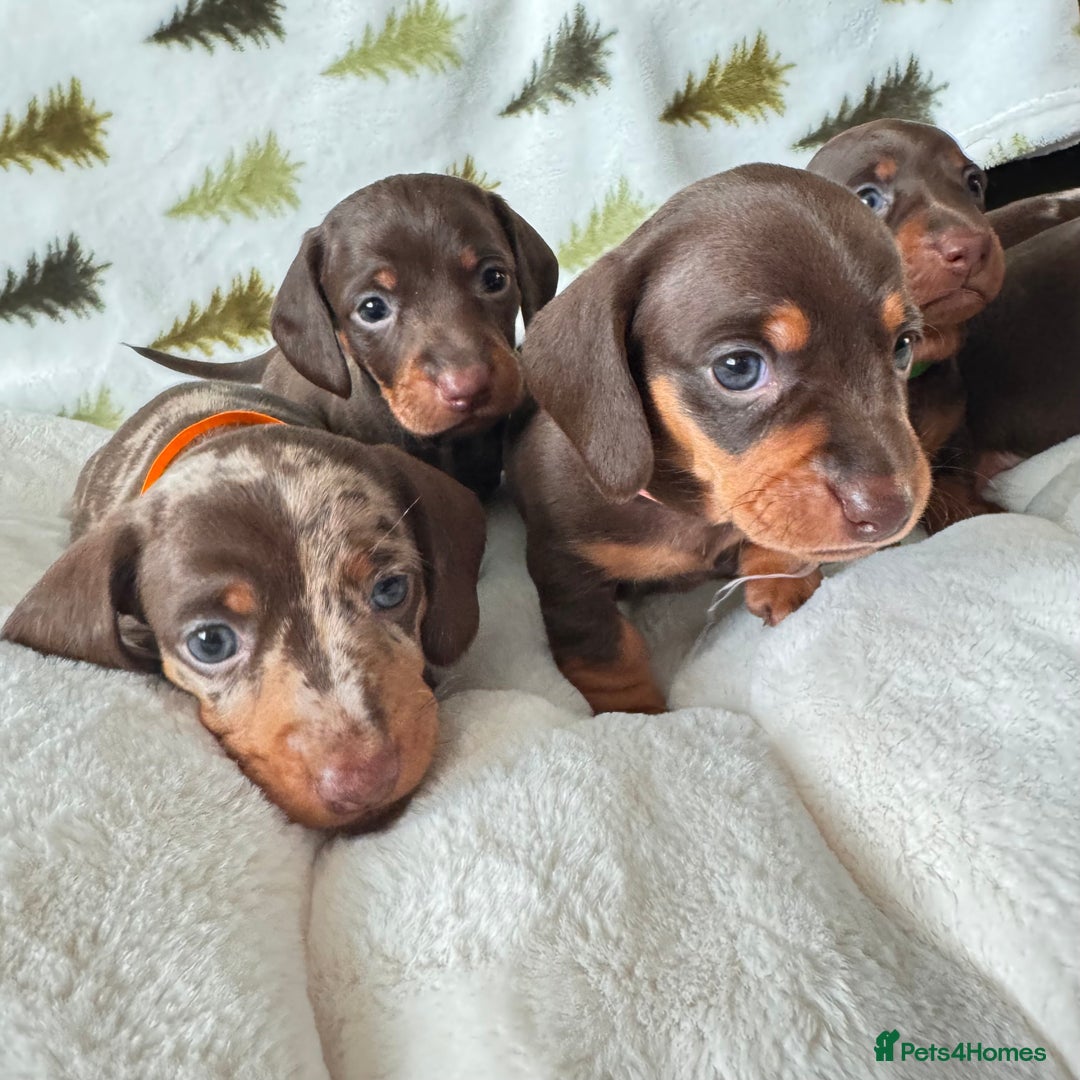Miniature Dachshund dogs for sale: 6 KC registered miniature dachshund pupps  - Advert 9